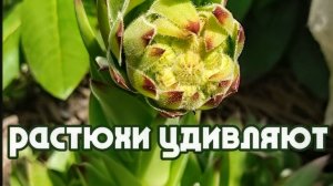 Удивительное рядом, растения радуют