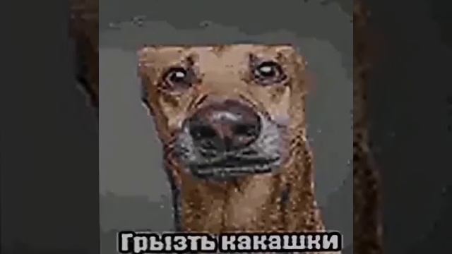 грызть какашки