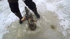 Рыбалка на хапуги. Туда залезли, а назад не идут. Полные рыбы.