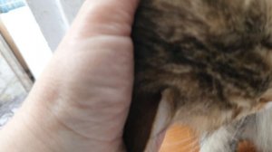 Кошка Мурка🥰