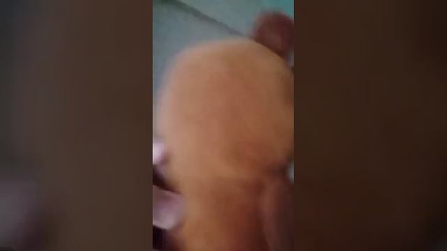 День сыра и мышей