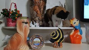 Кошечка Пятница