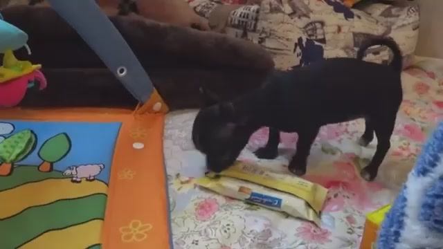 Жизнь на пенсии У кого кошечки, у меня собачки Чихуахуа супер мини и ПОП -ИТ изобрела собачий POP IT смотреть онлайн