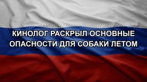 Кинолог раскрыл основные опасности для собаки летом