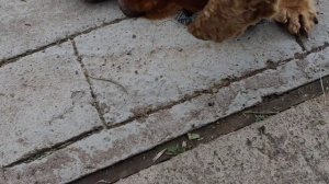 Затеяли благоустройство участка, но дожди портят нам все планы! Работаем по уши в грязи))