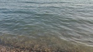 Дивноморское. Чёрное море. 17.06.26.