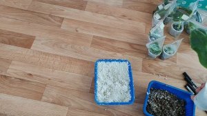 Отделяю деток от листа фиалки
