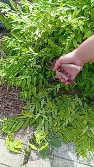 СТРИЖКА КУСТАРНИКОВ / САД СВОИМИ РУКАМИ / ДАЧА 2026  #дача #садоводничество #shorts #garden
