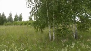 БЕРЁЗЫ - АВТОР НАДЕЖДА  МЕЛЕХОВА, ИСПОЛНЯЕТ ИИ, ВИДЕО-МОНТАЖ ЮРИЯ КОМИССАРОВА