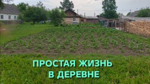 Жизнь в сибирской глубинке Кормлю кур и уток мешанкой Яблоньки растут Все прекрасно