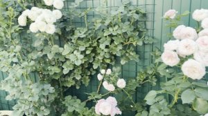 Питание для моих роз в кашпо 🌿20 июня 26г🌿