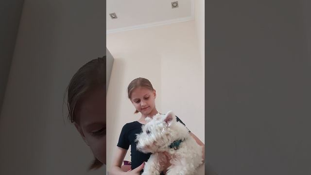 сделай причёску собаке смотреть онлайн