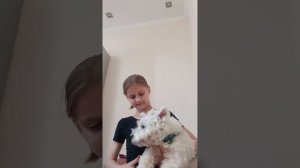 сделай причёску собаке