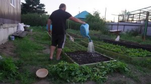 Выдернул весь редис с грядки Посеял новый Ботвы много а толку ноль ПОДВАЛ ИЛЬИЧА
