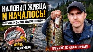 Наловил живца и началось! Щука и окунь на лесной речке
