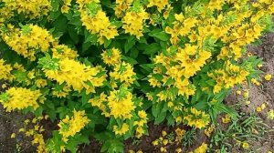 Вербейник монетчатый 🤗💃☘️🦋🌹🥀☘️