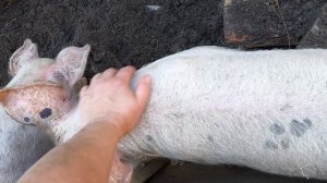МАССАЖ для Зиты. Управляется по хозяйству