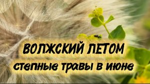 Волжский летом. Какие травы цветут в середине июня✅