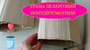 #пеларгонии СРЕЗЫ ПЕЛАРГОНИЙ ПОЧТОЙ!СМОТРИМ!#срезыпочтой#посылка#распаковка#срезыпеларгонийпочтой#со