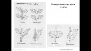 Биоморфология. Часть 2