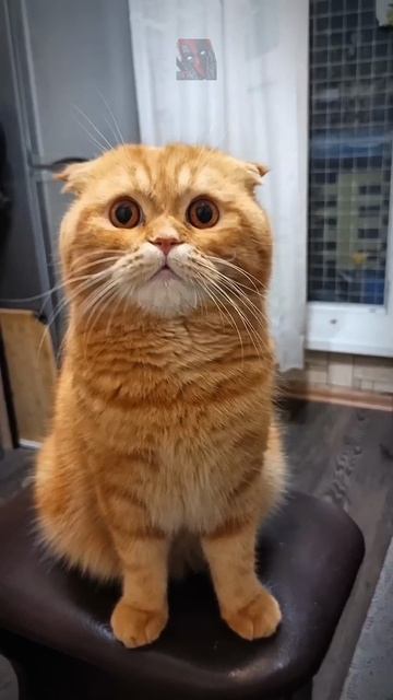 Кто спёр колбасу?! 🙀🫶🤯