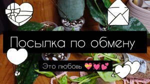 посылка по обмену. канал «Цветочный мир Марии»