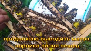 продолжаем выводить маток карника