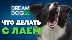 Как отучить собаку лаять на все? Какой лай бывает и что делать владельцу