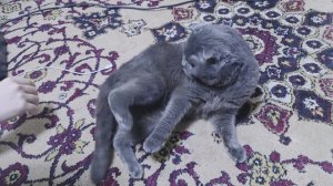 Немного кошачьей нежности в ленту. Как Мейсон покорил наше сердце 🐱