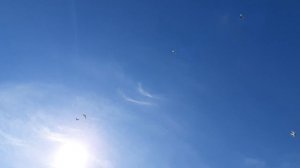 20.06.26 г. Андижанская порода голубей (1)