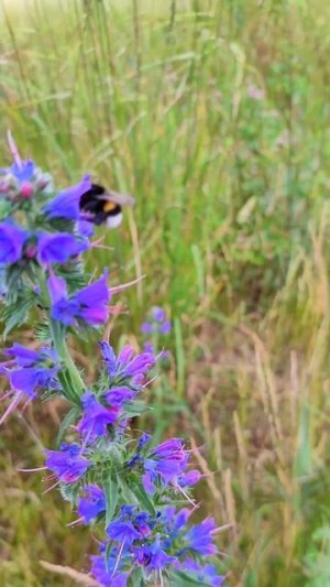 Полосатая рубашка 🐝 пчела