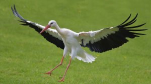 Голоса птиц как поёт Аист Ciconia
