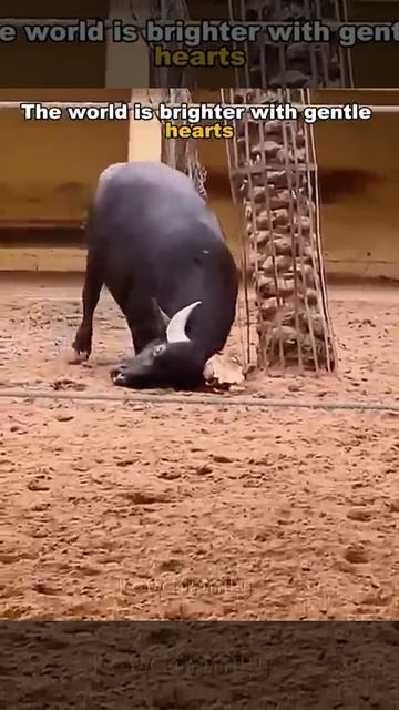 Животные смотреть онлайн