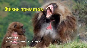 Жизнь приматов 🐒 Тайны обезьяньего мира 🌴