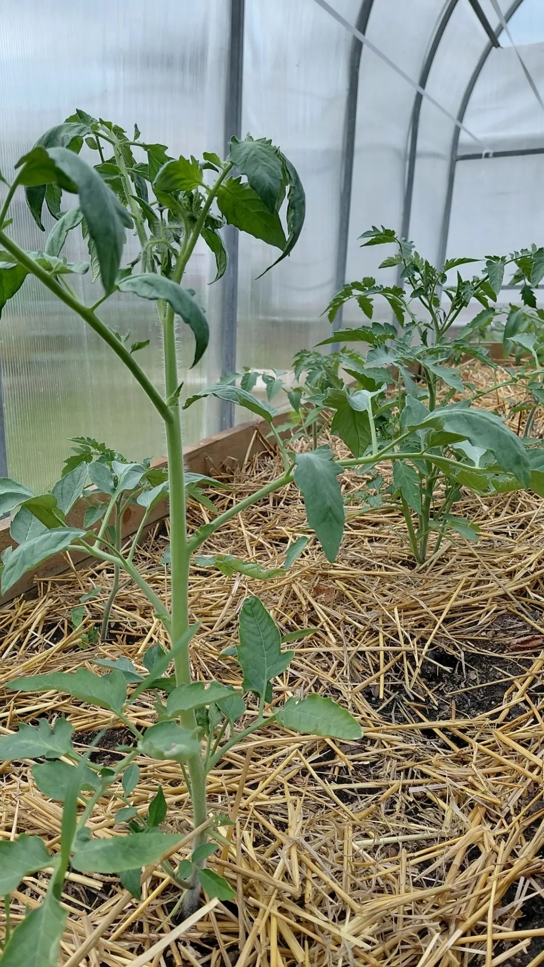 🍅 Томаты пошли в рост после повторной посадки #сад #огород #рассада #прорастения #сажаемовощи #дача