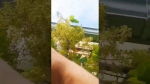 Формирование урожая винограда 🍇