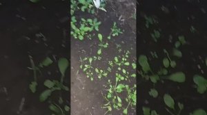 Наконец-то чу-чуть начал в в термо теплице наводить порядок.
