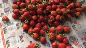Собрали 26л клубники, сорта, 20 июня.