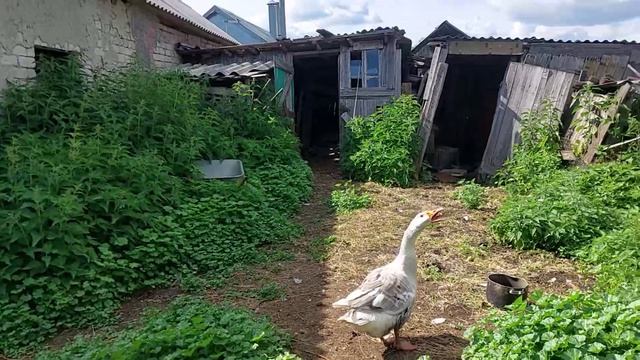 У д.Матвея хорошие новости. смотреть онлайн