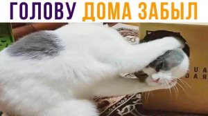 Забыл голову дома) Приколы с котами