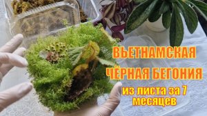 Долгожданное потомство от самой шипастой бегонии. Бегония Меланобулата и SP.