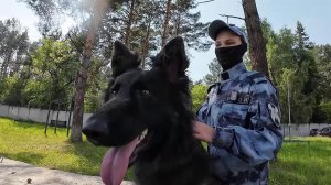 В России отмечается День кинолога.