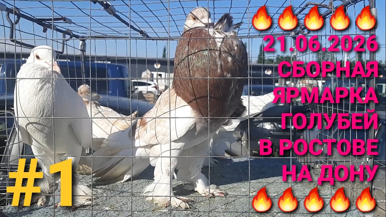 🔥🔥🔥 21.06.26 Сборная ярмарка голубей в Ростове на Дону. Птичий рынок. смотреть онлайн
