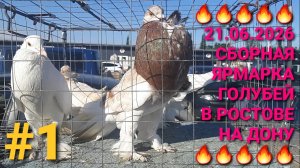 🔥🔥🔥 21.06.26 Сборная ярмарка голубей в Ростове на Дону. Птичий рынок.