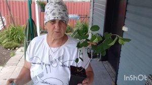 20.06.2026 /как живут в русской деревне...