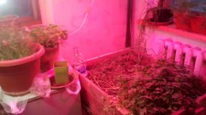 Пищевая зелень круглый год. LED освещение. Петрушка, укроп, щавель. (видео прошлого года)