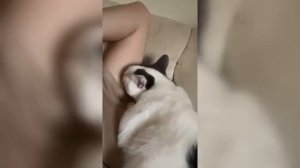 Как Кошки ТАЙНО СПАСАЮТ ТЕБЕ ЖИЗНЬ Каждый День!