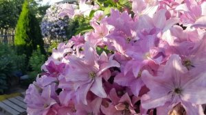 Всё ещё Цветут два самых красивых клематиса 21.06.26г Данута и Голубой Ангел