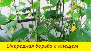Очередная борьба с клещём