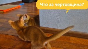 Абиссинская кошка Люся!